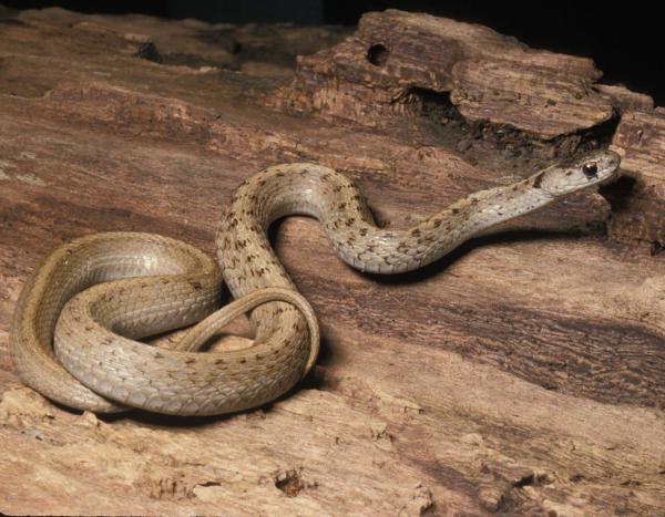 DeKay's or Midland brown snake