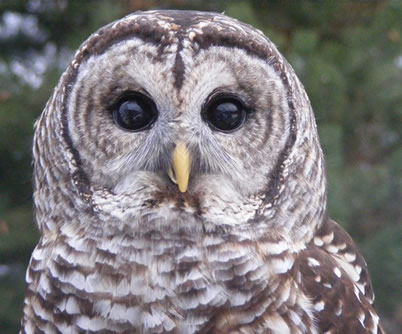 Juno in 2007