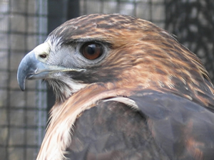 Lutah