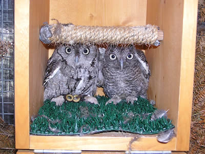 Otis with Baby in box