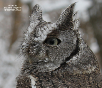 Photo of Otis by Suzanne Wegener