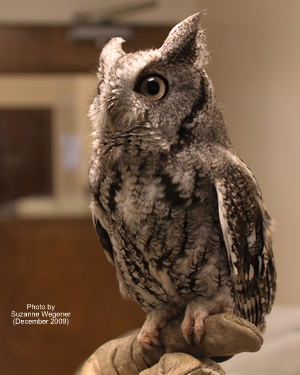 Photo of Otis by Suzanne Wegener