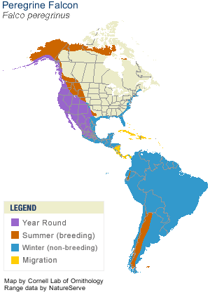Peregrine Falcon Distribution Map