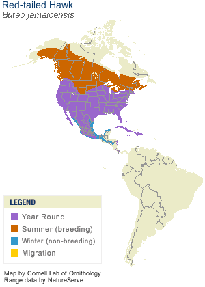 Red-Tailed Hawk Distribution Map