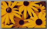 Dasies